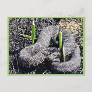 r3-mo-sqr-snake sunning in burn area postcard