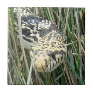R4 Bull Snake in the Grass Head Shot Tile