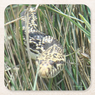 R4 Bull Snake in the Grass Square Paper Coaster