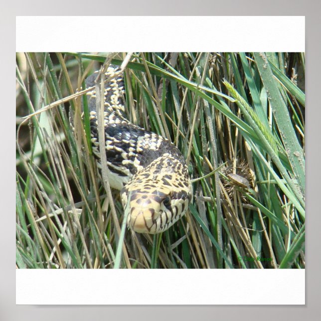 R4 Bullsnake in Grass Poster (Front)