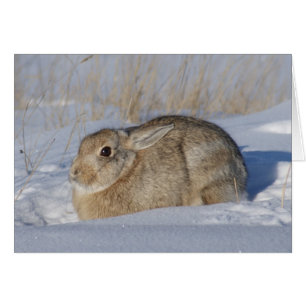 R5 Cottontail Rabbit in Snow