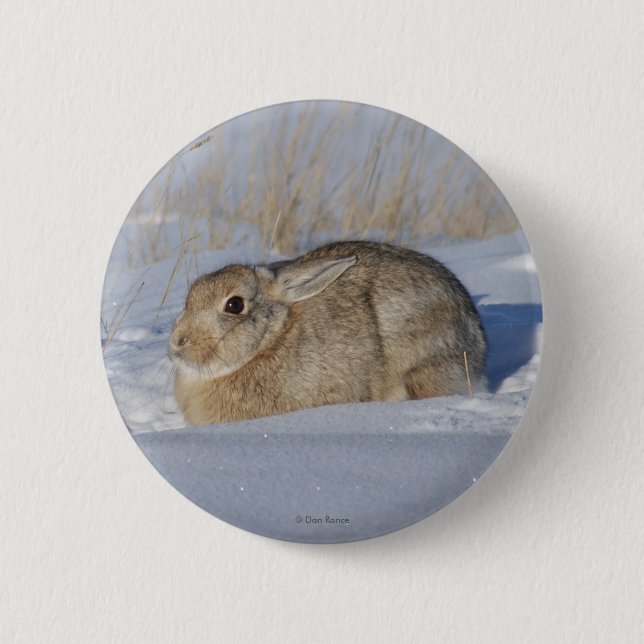 R5 Cottontail Rabbit in Snow 6 Cm Round Badge (Front)