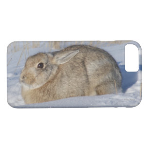 R5 Cottontail Rabbit in Snow iPhone 8/7 Case