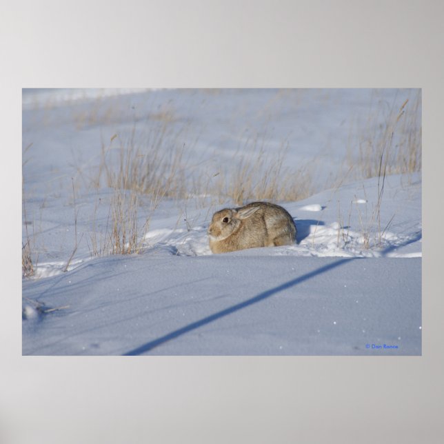R5 Cottontail Rabbit in Snow Poster (Front)