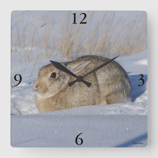 R5 Cottontail Rabbit in Snow Square Wall Clock (Front)