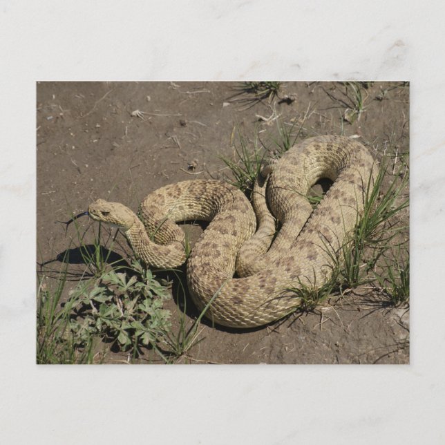 R6 Prairie Rattlesnake Postcard (Front)
