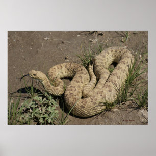 R6  Prairie Rattlesnake Poster