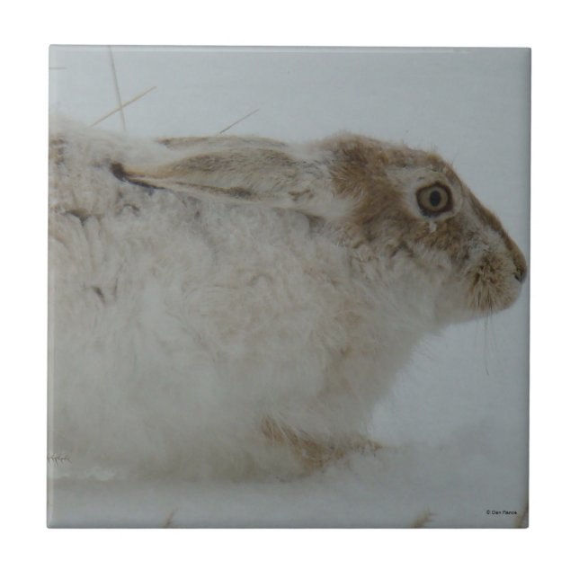 R7 Snowshoe Hare Head Shot Tile (Front)