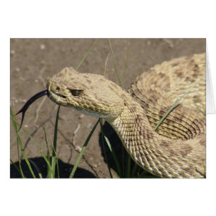 R8 Prairie Rattlesnake