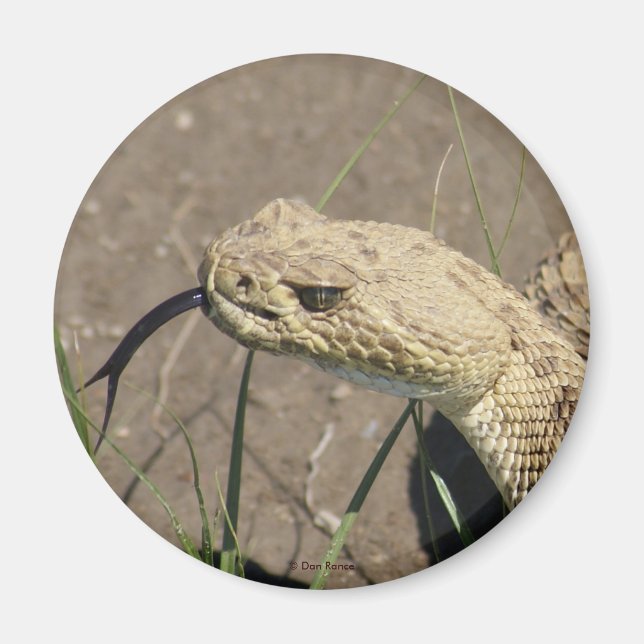 R8 Prairie Rattlesnake Head Shot Magnet (Front)