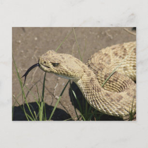 R8 Prairie Rattlesnake Head Shot Postcard