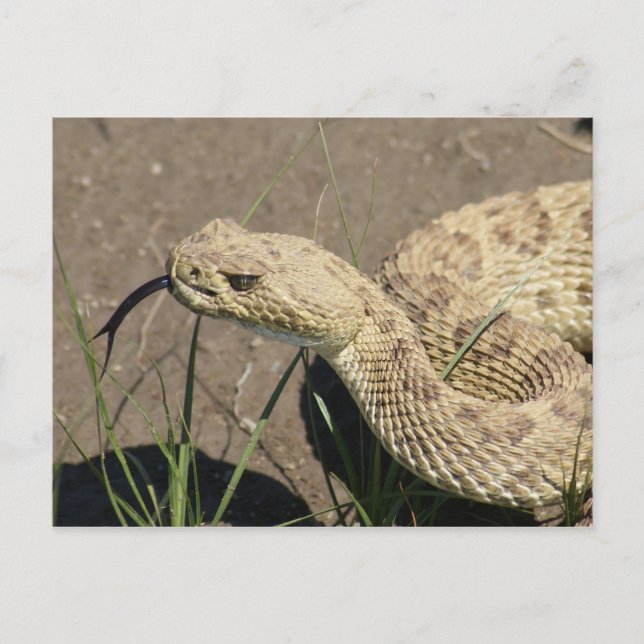 R8 Prairie Rattlesnake Head Shot Postcard (Front)