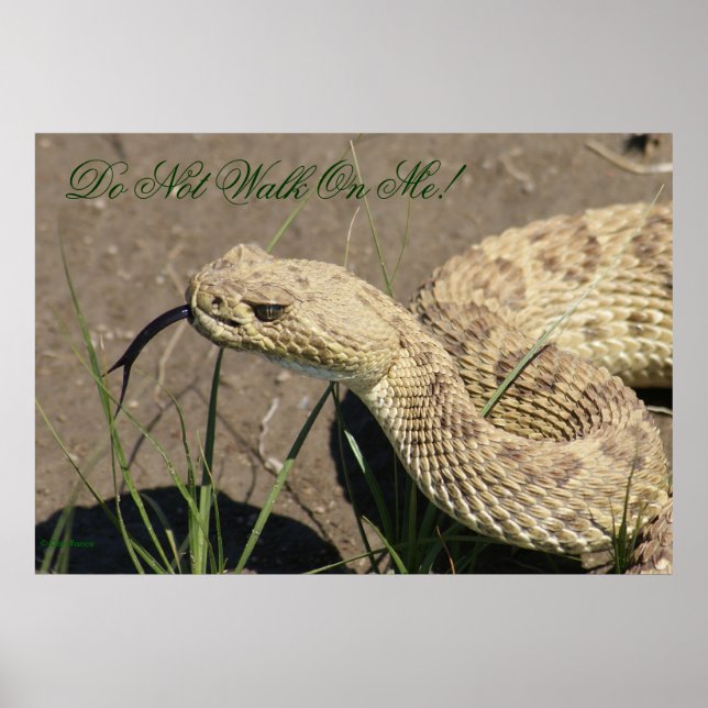 R8 Prairie Rattlesnake Head Shot Poster (Front)
