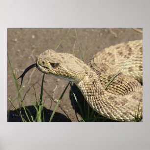 R8 Rattlesnake Head Shot Poster