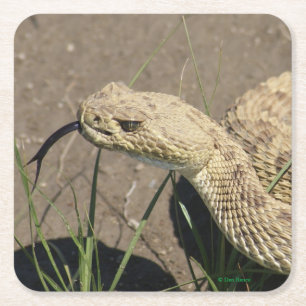 R8 Rattlesnake Head Square Paper Coaster