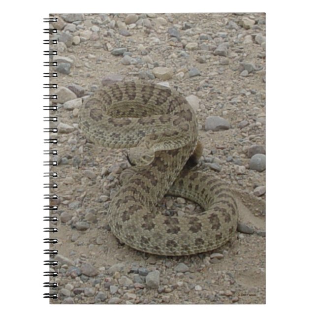 R9 Prairie Rattlesnake Coiled Notebook (Front)