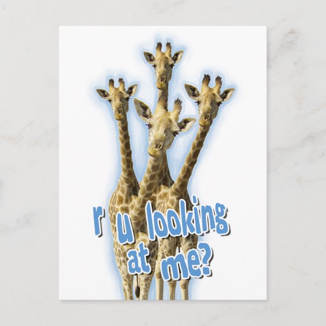 r ulooking at me giraffes postcard (Front)
