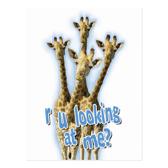 r ulooking at me giraffes postcard