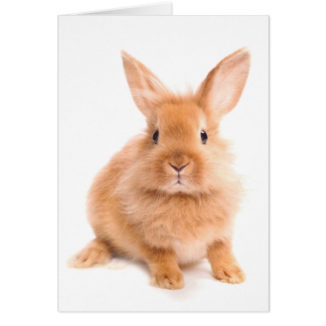 Rabbit (Front)