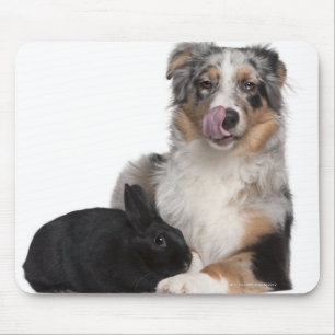 Rabbit (1 year old) lying next to an Australian Mouse Pad