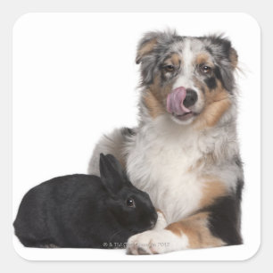 Rabbit (1 year old) lying next to an Australian Square Sticker