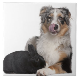 Rabbit (1 year old) lying next to an Australian Tile