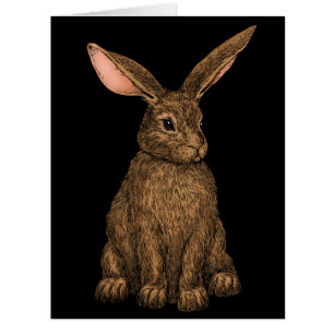 Rabbit 3