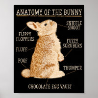 Rabbit Anatomy Bunny Lover Animal Pet Owner