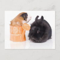 rabbit and guinea pig