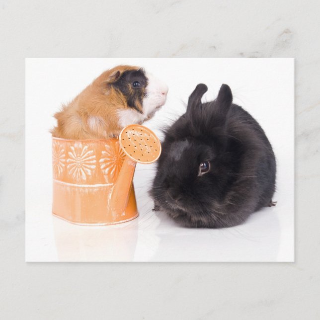 rabbit and guinea pig postcard (Front)