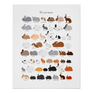 Rabbit breeds chart