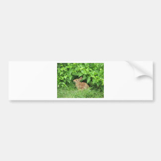 Rabbit Bumper Sticker