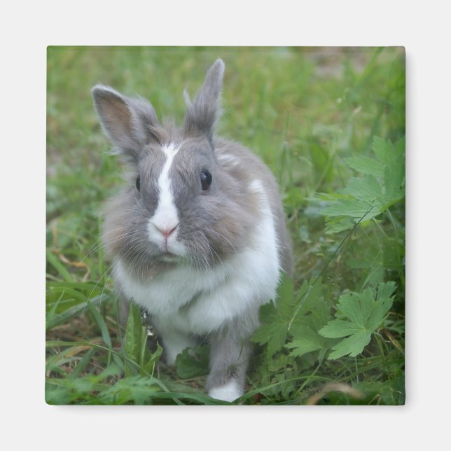 Rabbit bunny magnet (Front)