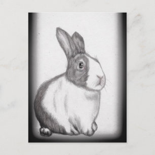 Rabbit Bunny White Fluffy Tail Long Ears Postcard