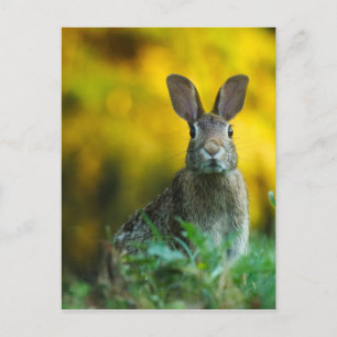 Rabbit Bunny Wildlife Forest Postcard