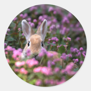 Rabbit farm classic round sticker