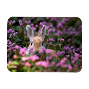 Rabbit farm magnet