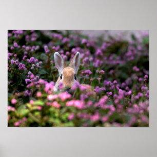 Rabbit farm poster