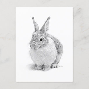 Rabbit Holiday Postcard