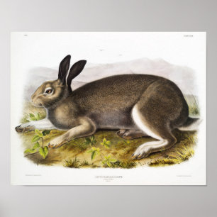 Rabbit Illustration Poster