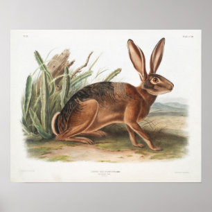 Rabbit Illustration Poster