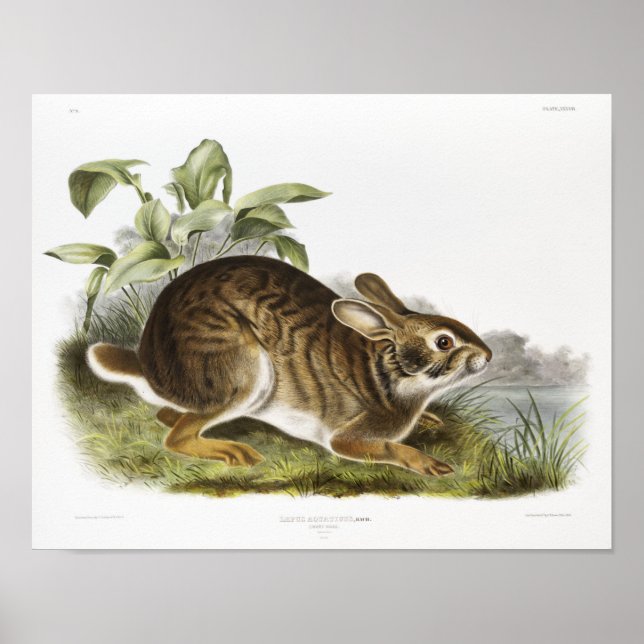 Rabbit Illustration Poster (Front)