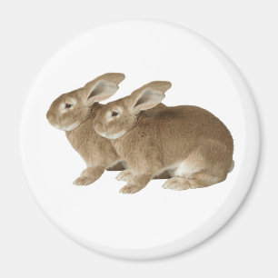 Rabbit image for Large Round Magnet