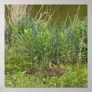 Rabbit in Grass Poster