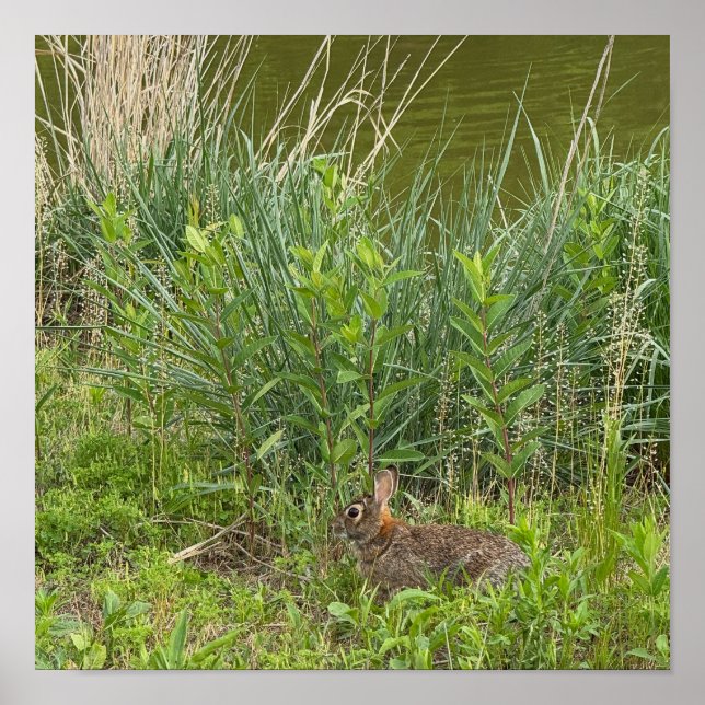 Rabbit in Grass Poster (Front)