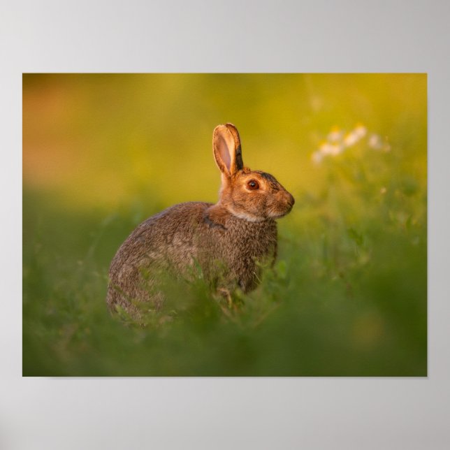 Rabbit in the evening light Poster (Front)