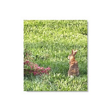 Rabbit in the Grass – Peaceful Nature Photography