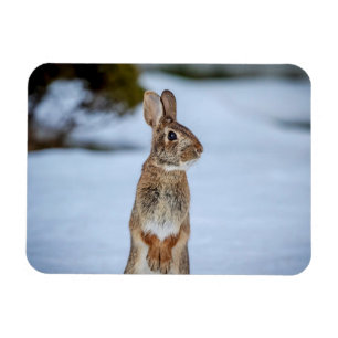 Rabbit in the snow magnet