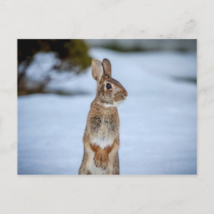 Rabbit in the snow postcard