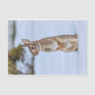Rabbit in the snow tissue paper